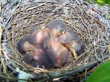 Baby Mockingbirds Royalty Free Stock Photo