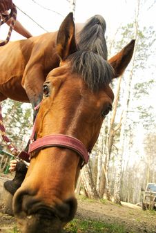 Feeding Horse Closeup Stock Photos Feeding Horse Closeup Stock Photos