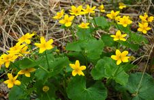 Buttercup Flower. Royalty Free Stock Photography Buttercup Flower. Royalty Free Stock Photography