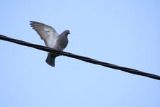 Pigeon On The Wire Stock Images