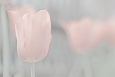 Pink Muted Tulip 2 Background Stock Image Pink Muted Tulip 2 Background Stock Image