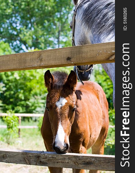 Baby Horse Peeking.Horse farm,Nice clean horse stables. Good lighting and color. Great detail.