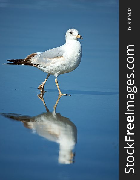 Gull on the beach with reflections in the water