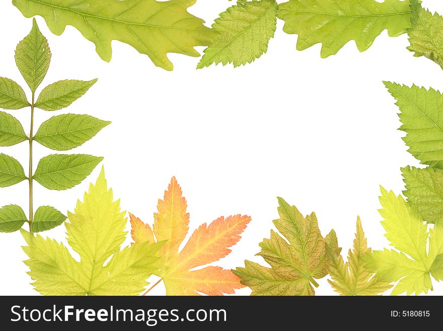 Fresh leaf frame