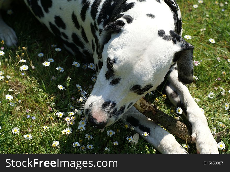Dalmatian dog laying in a field; playing with branch. Dalmatian dog laying in a field; playing with branch