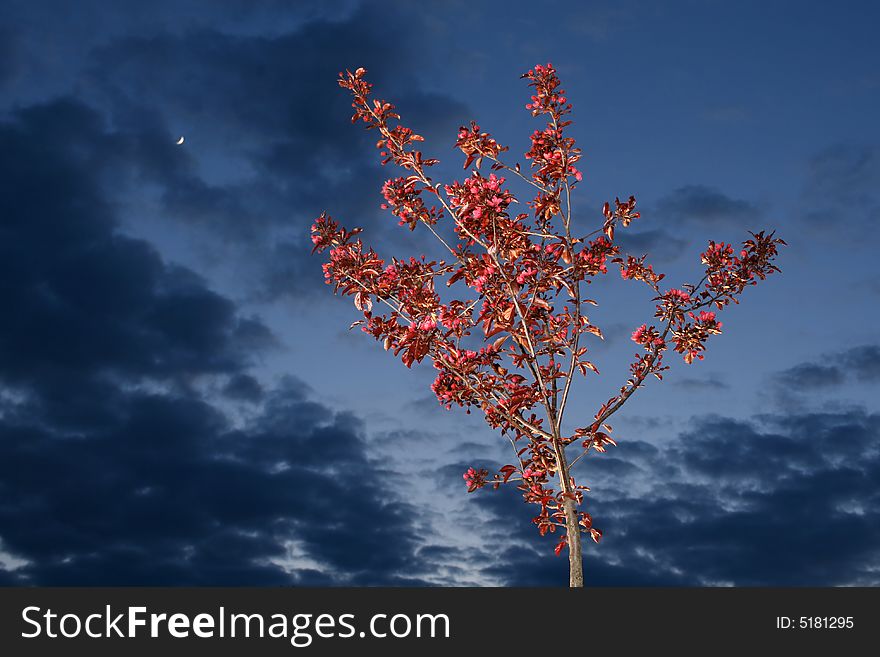 Red paradisaical apple-tree on background of dark sky