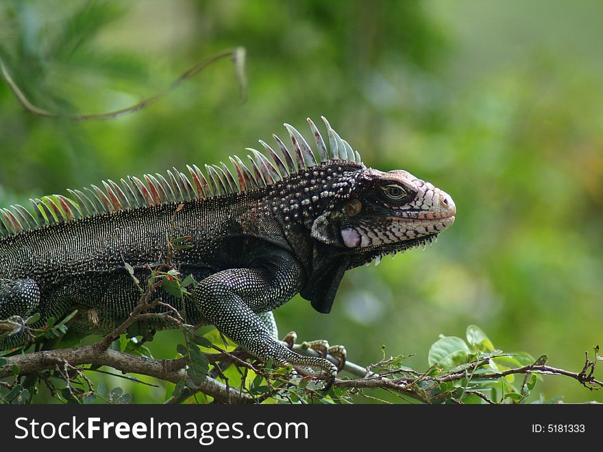 Iguana in a tree for a pose 2