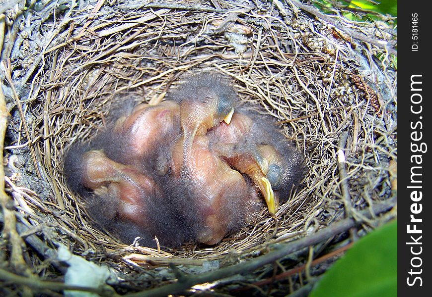 Small newly hatched mockingbird babies all nestled safely in their nest. Small newly hatched mockingbird babies all nestled safely in their nest.