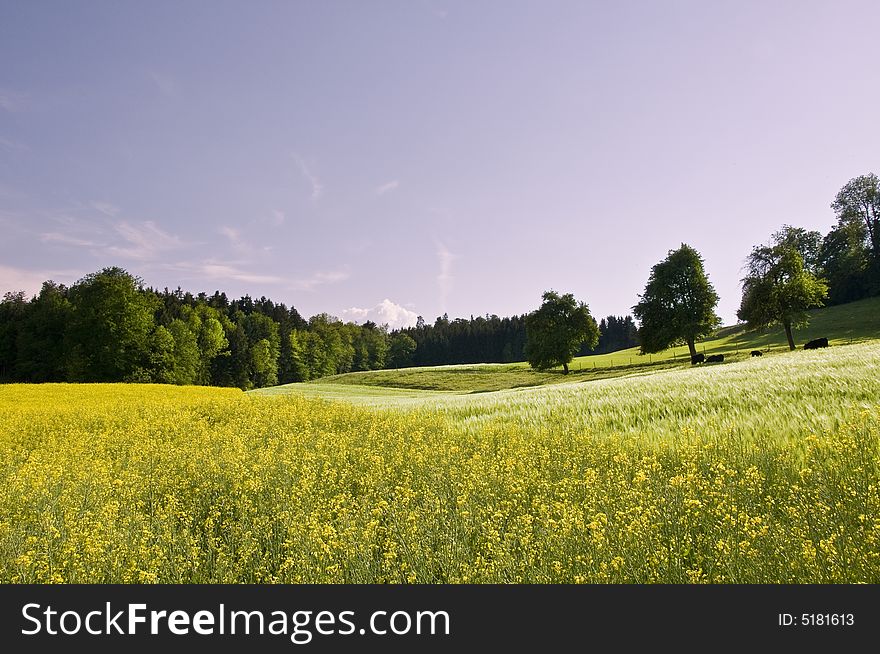 Typical spring fields in the swiss landscape. Typical spring fields in the swiss landscape