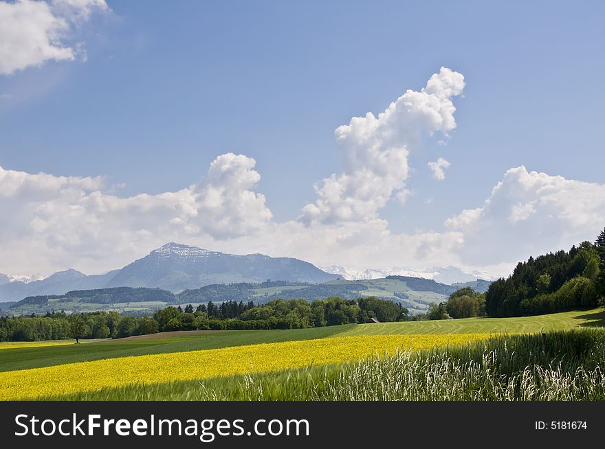 Typical spring fields in the swiss landscape. Typical spring fields in the swiss landscape