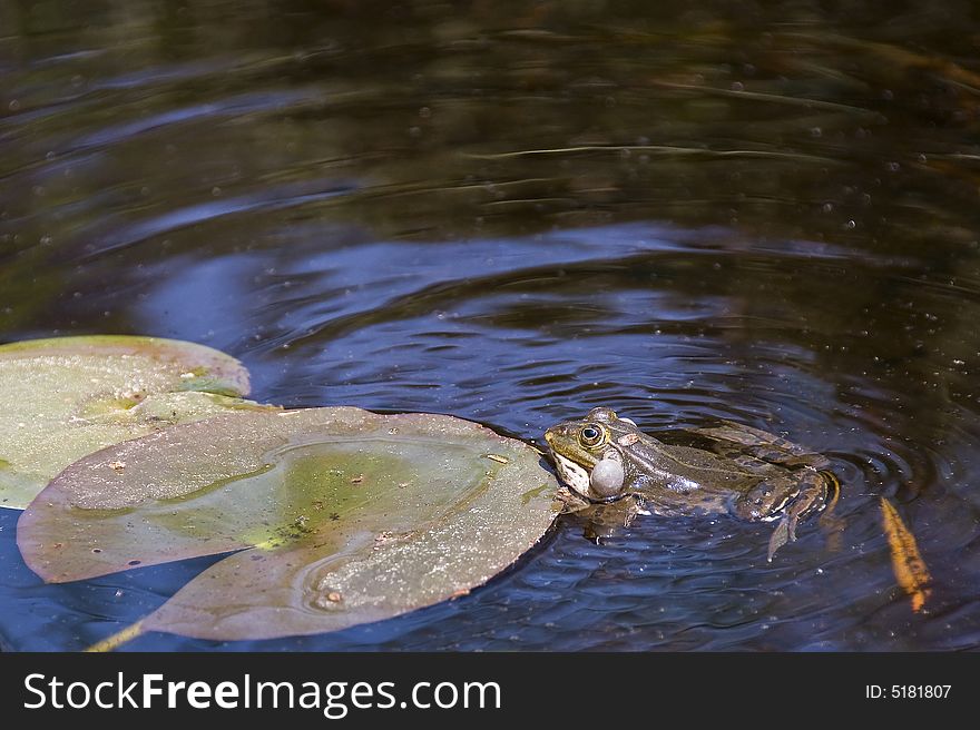 Singing inflating swimming frog in a natural pond. Singing inflating swimming frog in a natural pond