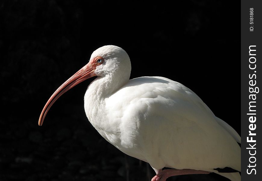 White egret resting in dark background. White egret resting in dark background