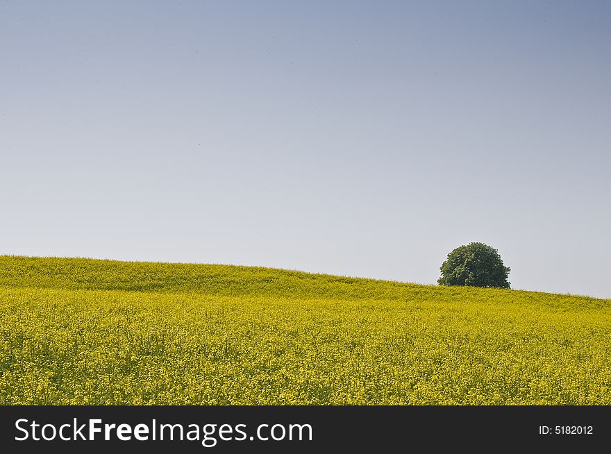 Typical spring fields in the swiss landscape. Typical spring fields in the swiss landscape