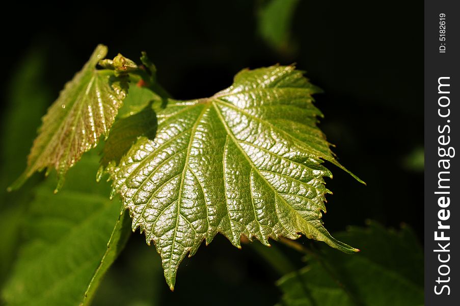 A view with Grape leaves