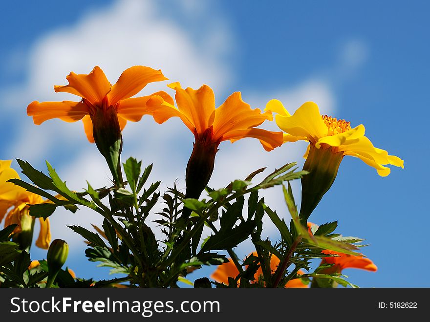 Marigold flowers from a low angle view with blue sky in the background. Marigold flowers from a low angle view with blue sky in the background