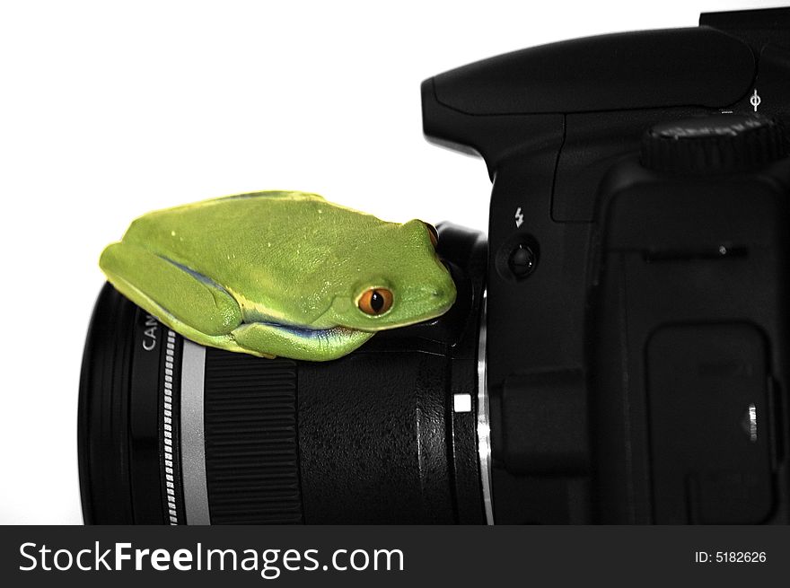 Red eyed tree frog on camera
