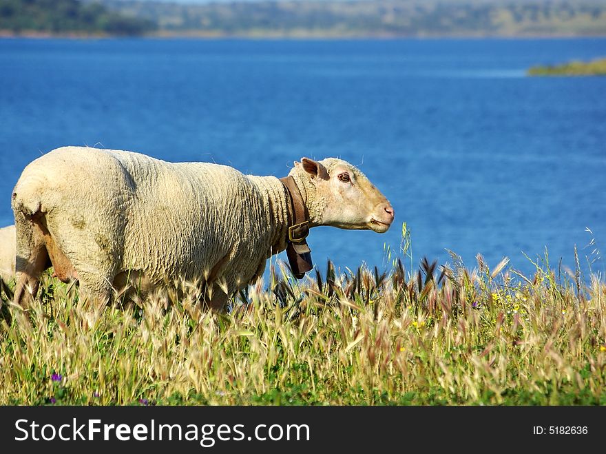 Sheep Graze .