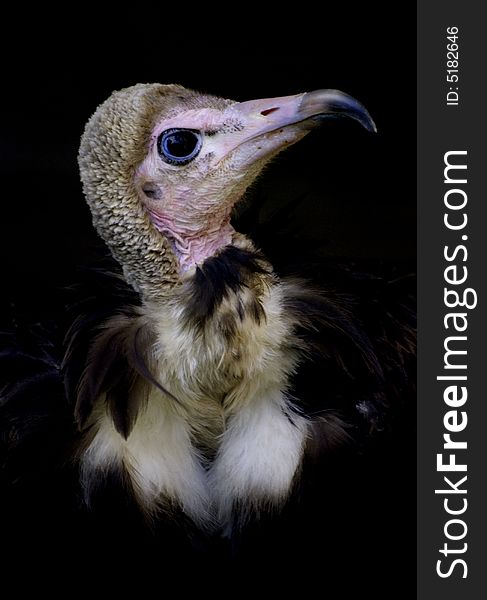 Portrait of a hooded vulture