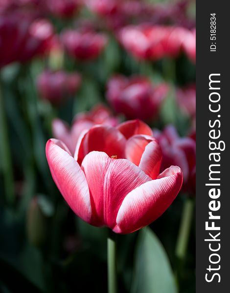 Red tulip field in holland