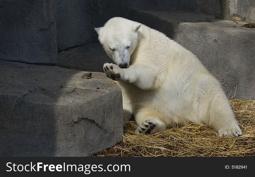 Little polar bear playing with a rock at the Brookfield Zoo in Chicago.