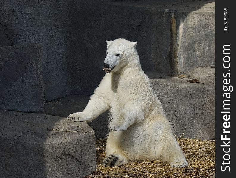 Little polar bear playing with a rock at the Brookfield Zoo in Chicago.