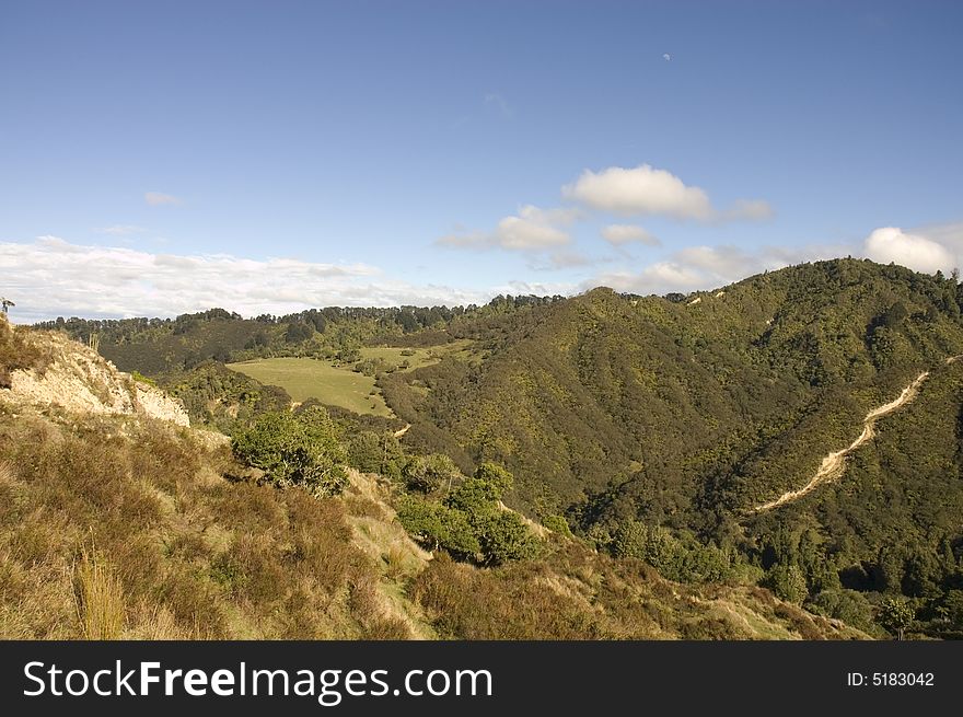 Bush Near Wanganui