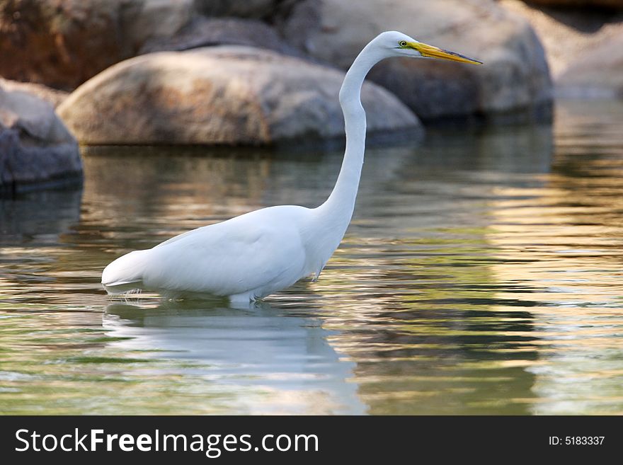 A large majestic bird, stalking a pond for food. A large majestic bird, stalking a pond for food