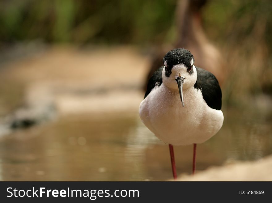 A black-necked stilt down by the waters edge. A black-necked stilt down by the waters edge.