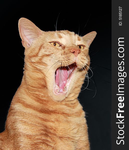 Yellow, orange cat with mouth wide open in the middle of a yawn. Yellow, orange cat with mouth wide open in the middle of a yawn.