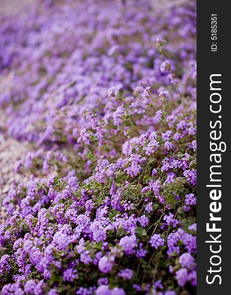 Flowerbed Of Purple Flowers