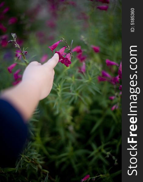 Young boy reaches out to touch a flower with his finger outside in spring with pink flowers. Young boy reaches out to touch a flower with his finger outside in spring with pink flowers