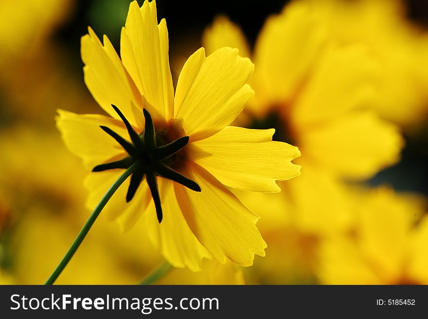 Detailed back face of a  beautiful golden yellow flower on bright background. Detailed back face of a  beautiful golden yellow flower on bright background.