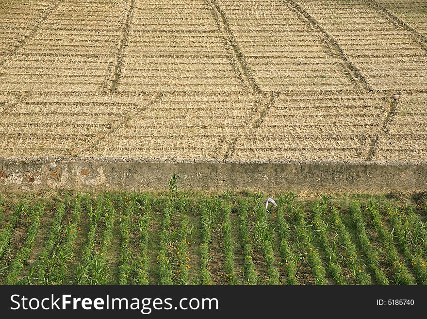 Green and brown field patterns in rajasthan, india