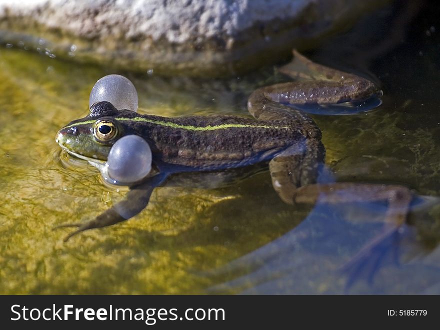 Frog calling the partner for mating.