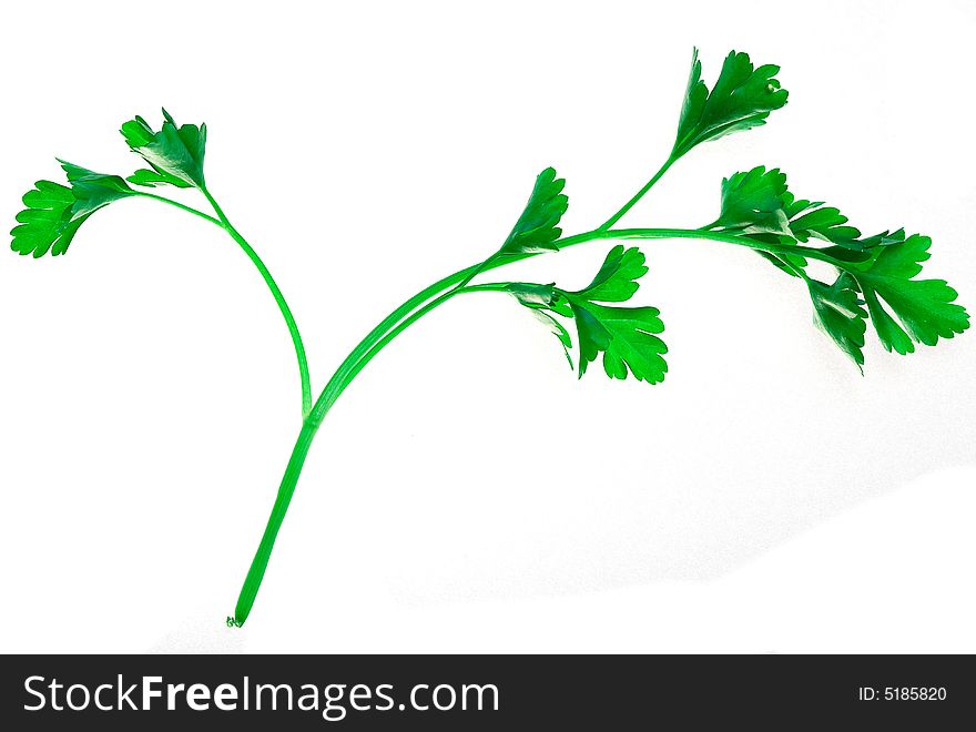 Isolated green plant on white brightly lit from behind. Environment concept. Isolated green plant on white brightly lit from behind. Environment concept