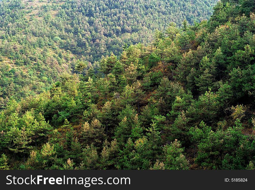 Pine woods in mountainuos area, pine trees grow densly.