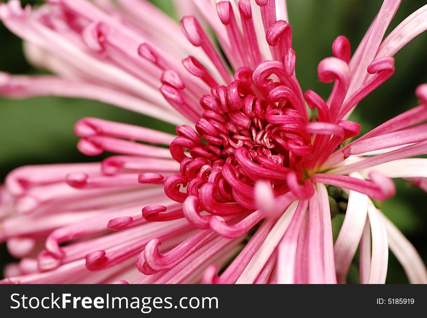 Chinese traditonal chrysanthemum flower with beautiful shape and bright color. Chinese traditonal chrysanthemum flower with beautiful shape and bright color.