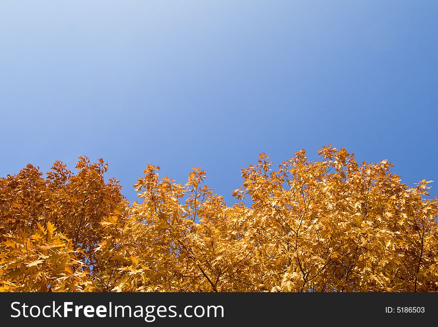 Yellow autumn foliage, view from above. Yellow autumn foliage, view from above