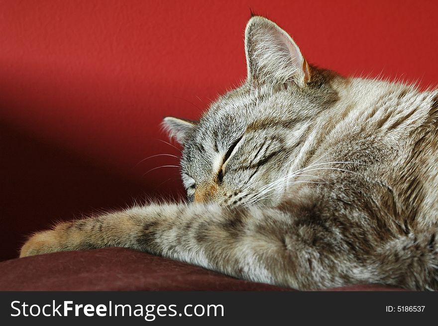 Beautiful birman cross tabby cat sleeping