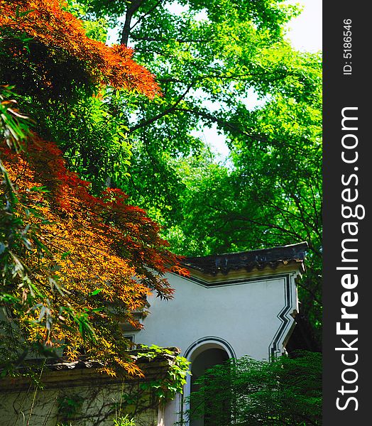 The red leafs in green trees around is showing up the fantastic view and quiet environment in corner of temple, it is peaceful view in 2008 Spring. The red leafs in green trees around is showing up the fantastic view and quiet environment in corner of temple, it is peaceful view in 2008 Spring