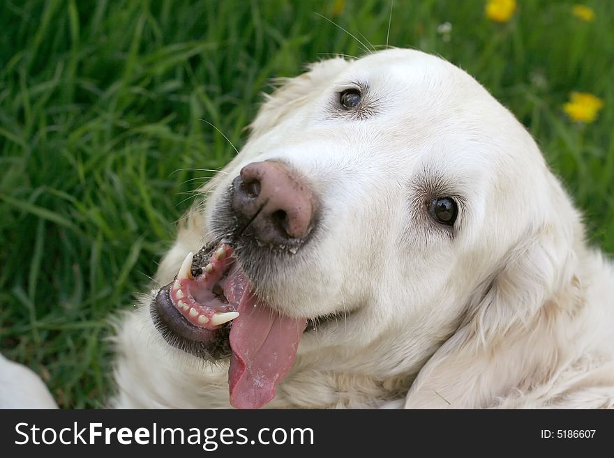 Dog, golden retriever on a green lawn. Dog, golden retriever on a green lawn