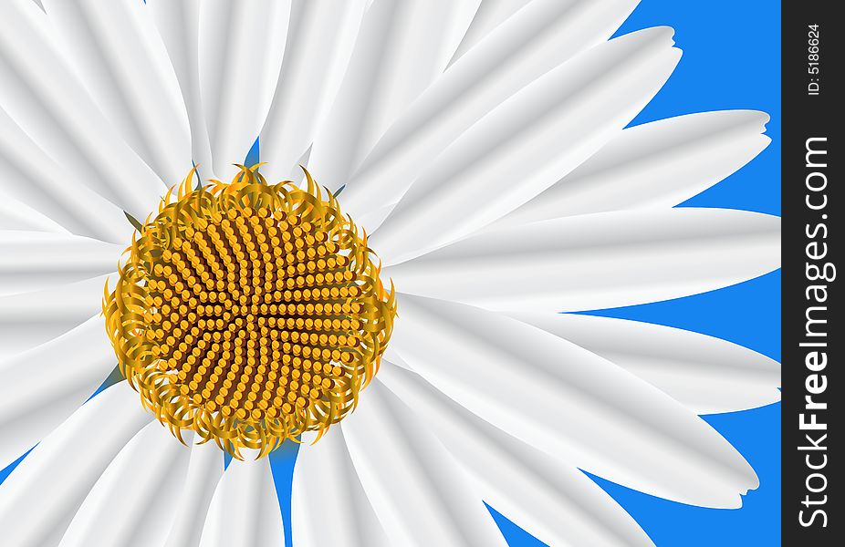 Camomile.  Blue Background.