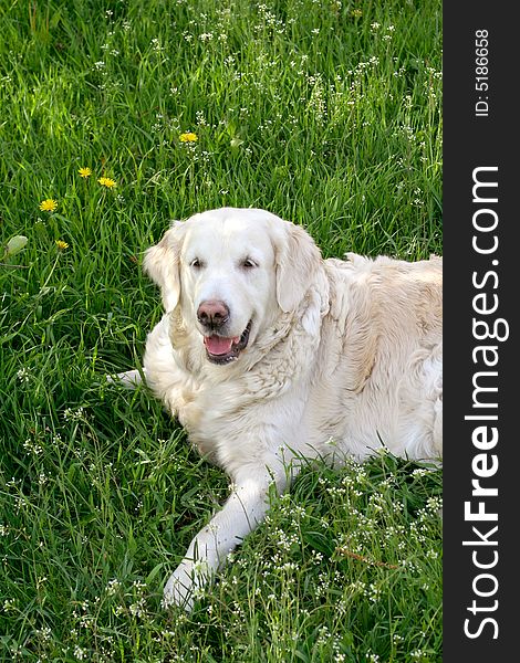 Dog, golden retriever on a green lawn. Dog, golden retriever on a green lawn