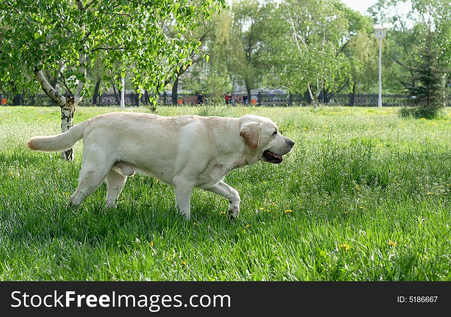 Dog, white labrador on a green lawn. Dog, white labrador on a green lawn