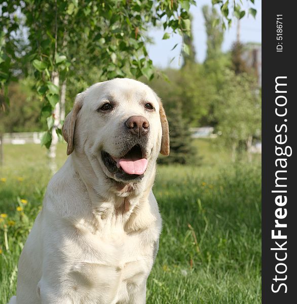 Dog, white labrador on a green lawn. Dog, white labrador on a green lawn