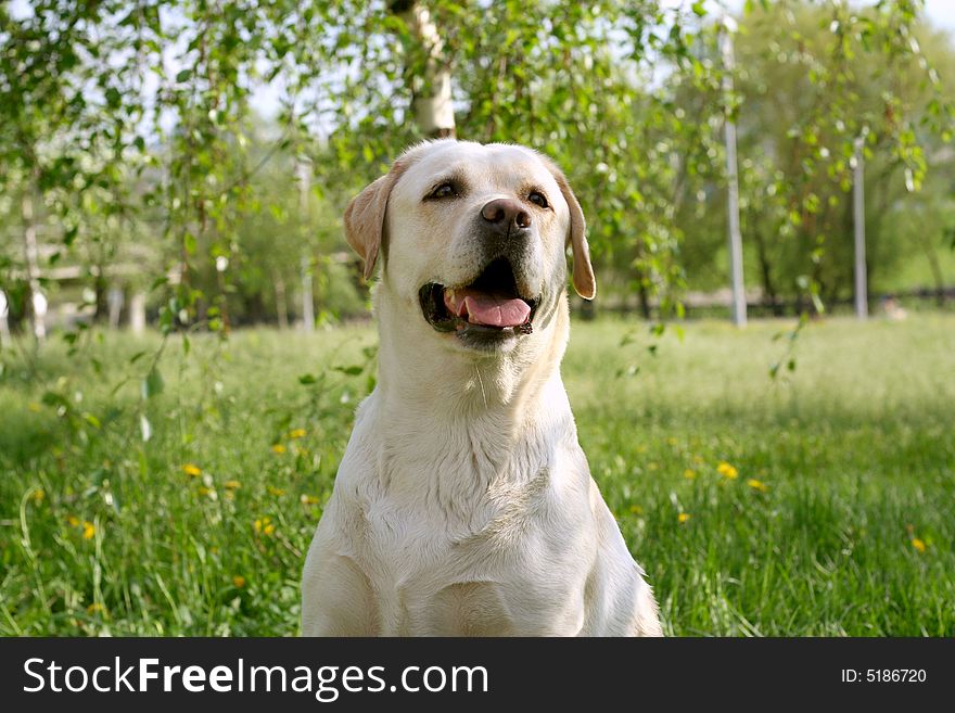 Dog, white labrador on a green lawn. Dog, white labrador on a green lawn