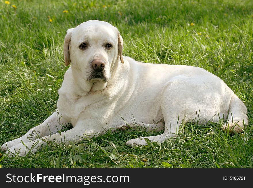 Dog, white labrador on a green lawn. Dog, white labrador on a green lawn