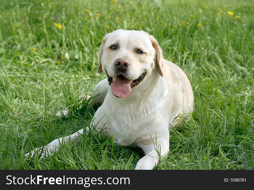 Dog, white labrador on a green lawn. Dog, white labrador on a green lawn