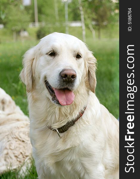 Dog, golden retriever on a green lawn. Dog, golden retriever on a green lawn