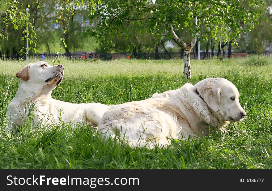 Dogs, golden retrievers on a green lawn. Dogs, golden retrievers on a green lawn